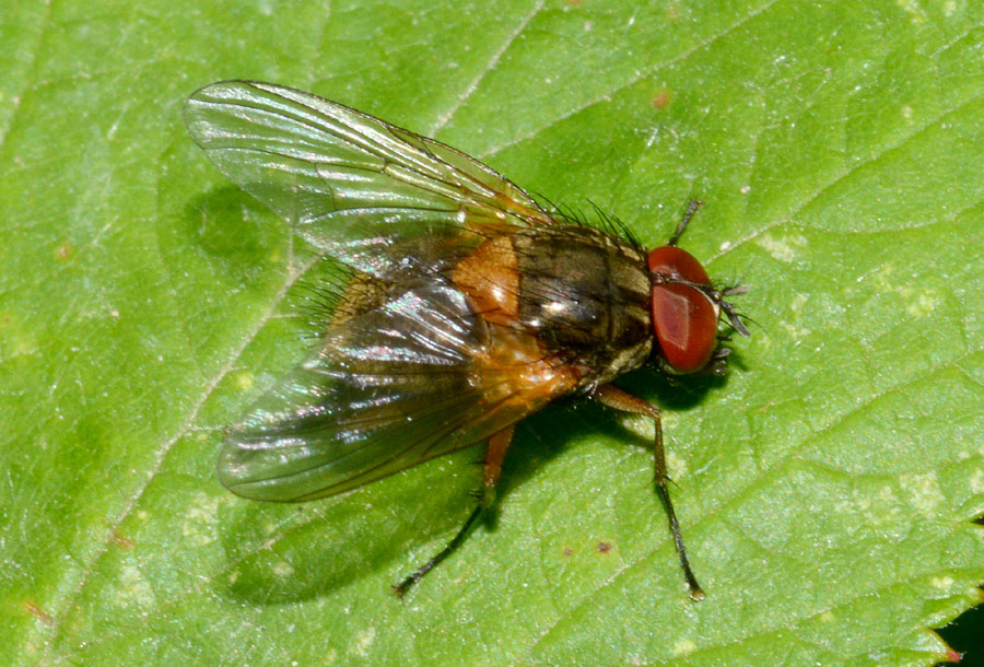 Lucilia sp.♂ (Calliphoridae) e  Mydaea corni ♂ (Muscidae)